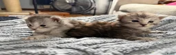 Maine Coon cats for sale: Beautiful pedigree Mainecoon kittens - Advert 20
