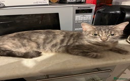 Mixed Breed cats for sale: 3/4 Russian blue kittens  - Image 7