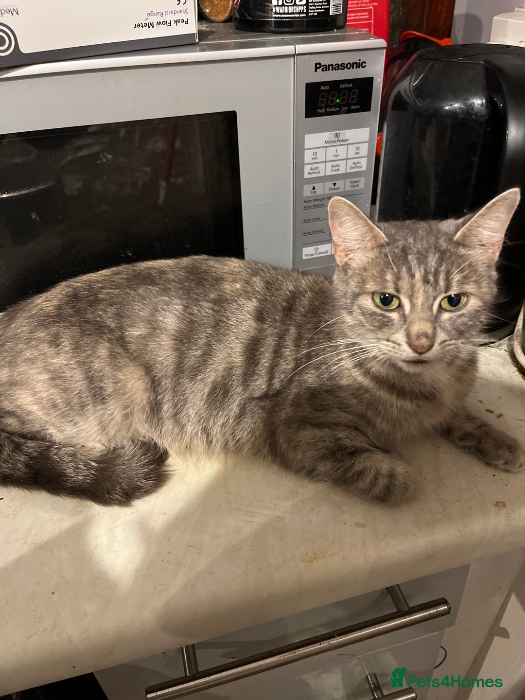 Mixed Breed cats for sale: 3/4 Russian blue kittens  - Image 7