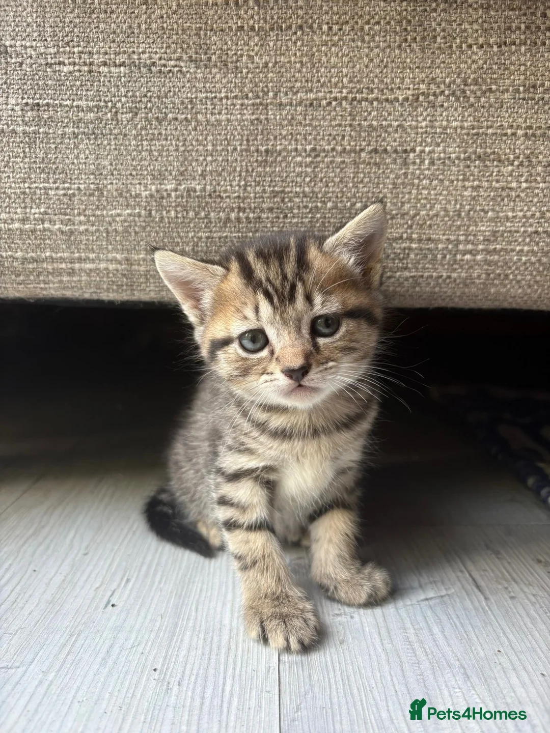 Mixed Breed cats for sale: 2 little boys ready for their new home  - Advert 2