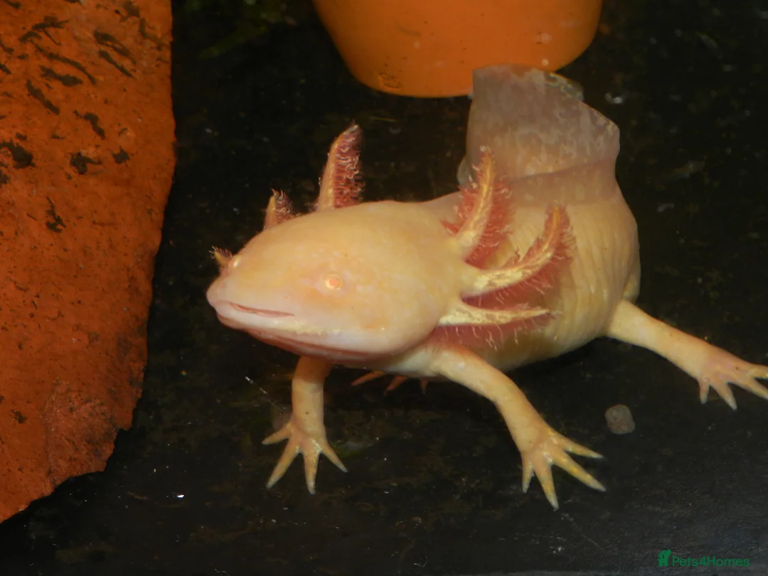 Axolotl reptiles for sale: Axolotl  - Advert 2