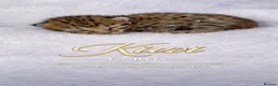 Savannah cats for sale: 🐆 Rare Kiwanga pedigree F3 Savannah Kittens 🐆 - Advert 17