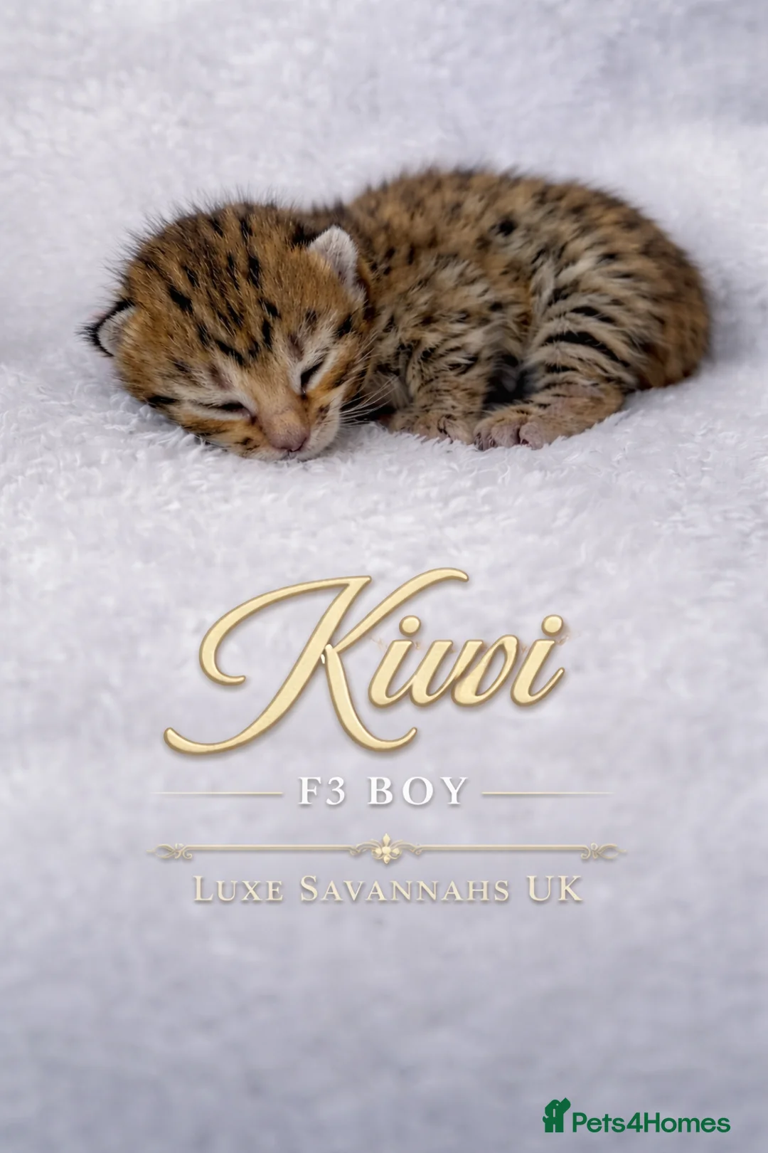 Savannah cats for sale: 🐆 Rare Kiwanga pedigree F3 Savannah Kittens 🐆 - Advert 17