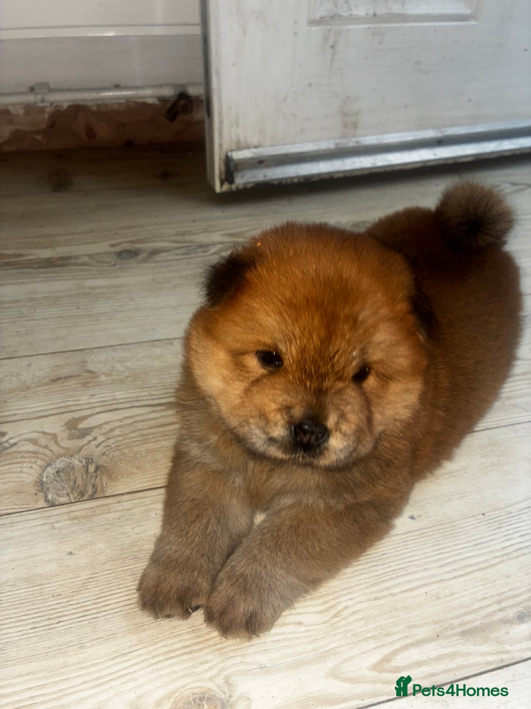 Chow Chow dogs for sale: Cinnamon Chow Chow Puppies - Image 2