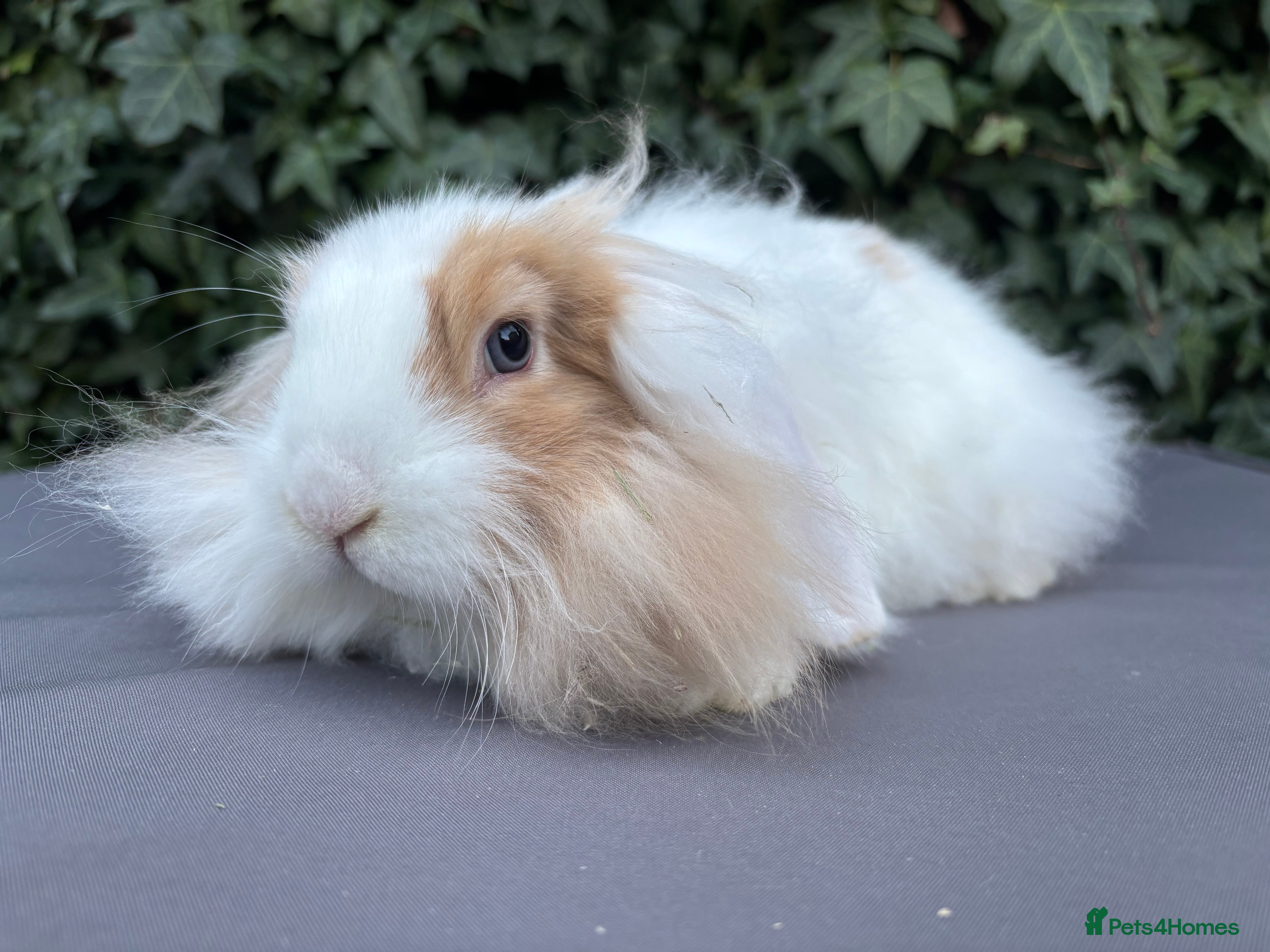 Mixed Breed rabbits Beautiful Fluffy Baby Girl Rabbit- Ready to leave  - Advert 17