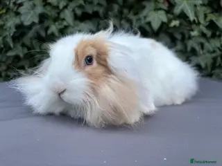 Mixed Breed rabbits Beautiful Fluffy Baby Girl Rabbit- Ready to leave - Advert 17