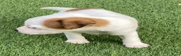 Jack Russell dogs for sale: Beautiful Jack Russell puppies  - Advert 10