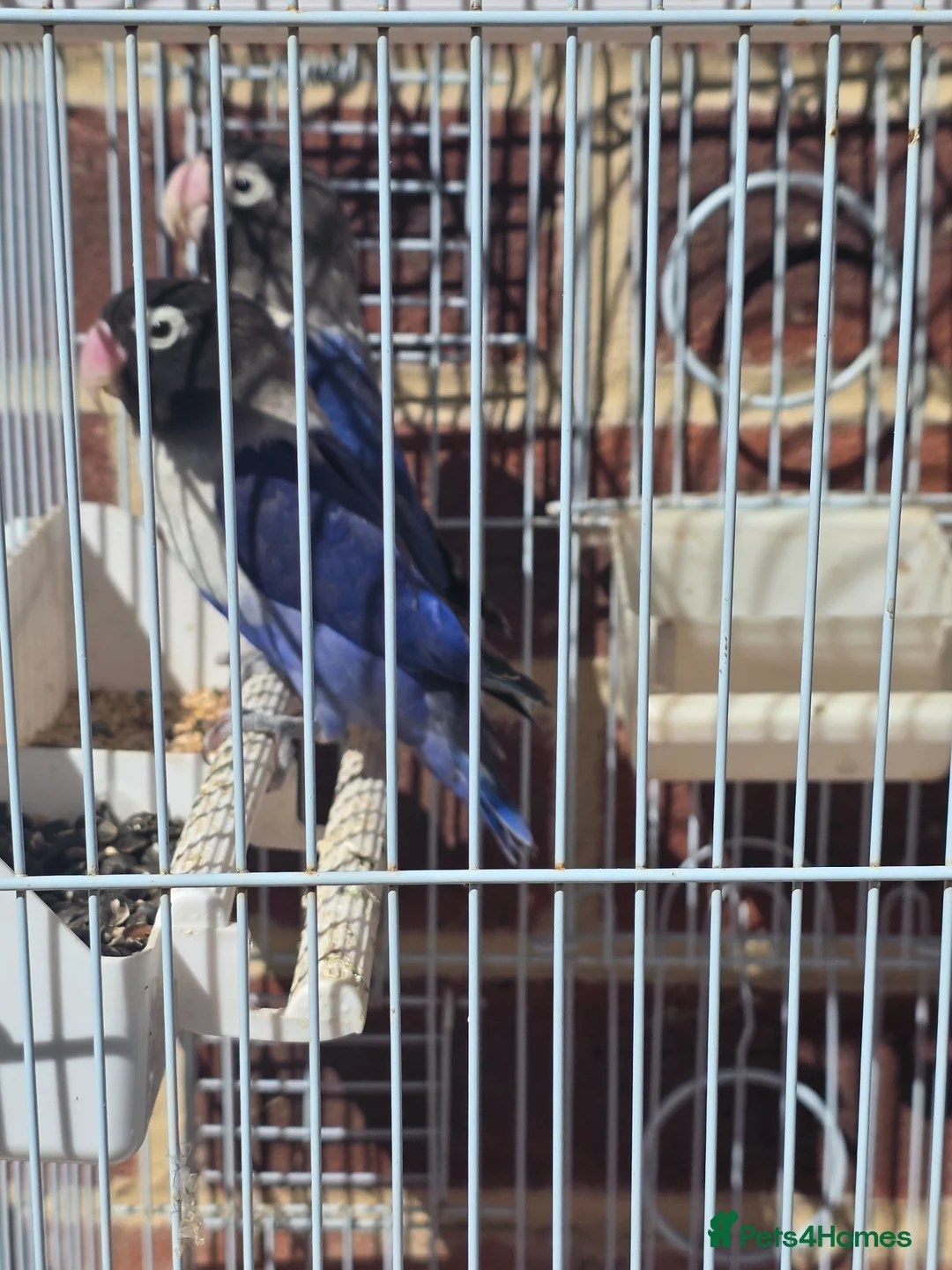 Lovebirds birds for sale: Lovebirds in Hounslow - Advert 1