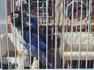 Lovebirds birds Lovebirds - Advert 1