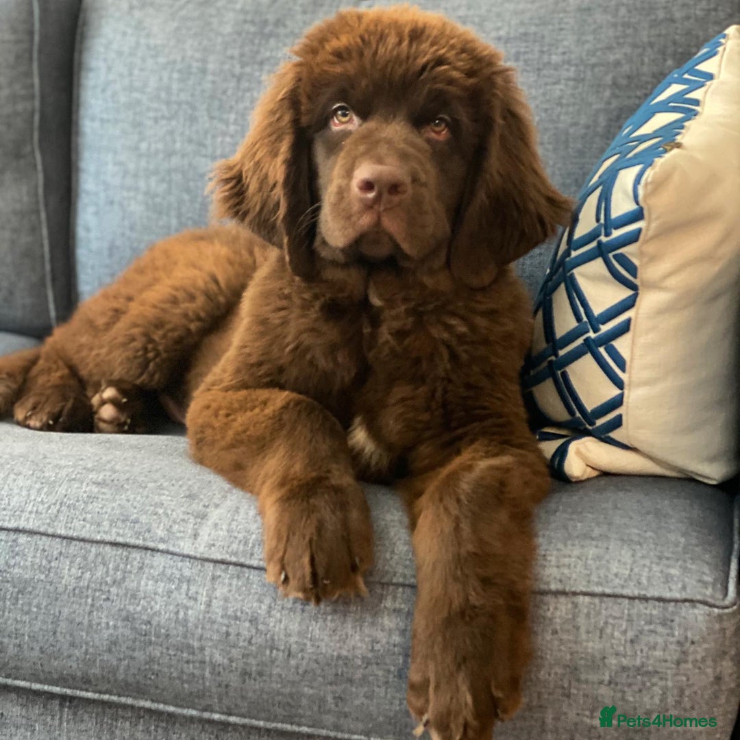 Newfoundland dogs for sale: Adorable Newfoundland Puppy - Image 2