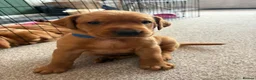 Labrador Retriever dogs for sale: Stunning Fox Red Working Labrador Retriever  in Bolton - Advert 4