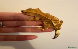 Gecko reptiles for sale: Stunning tangerine cappuccino crested gecko  - Advert 5