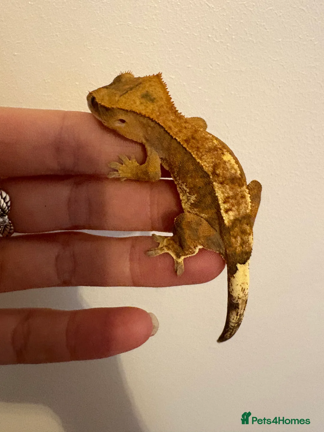 Gecko reptiles for sale: Stunning tangerine cappuccino crested gecko  - Advert 6