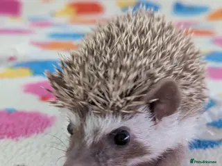 Pygmy Hedgehog rodents Gorgeous Baby Hoglets/Some Ready Now/ Reserve - Advert 6