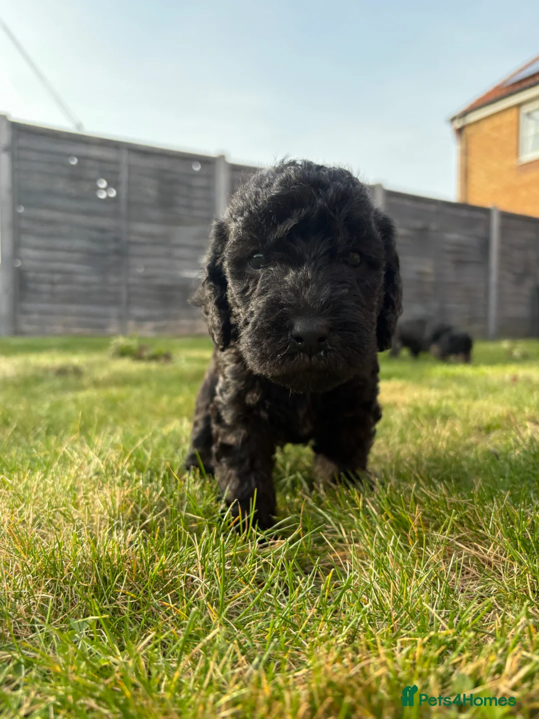 Bedlington Terrier dogs for sale: 3 male bedlington terrier puppies for sale.  - Advert 11
