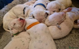 Dalmatian dogs for sale: **Beautiful litter of 11 KC Dalmatians** - Image 11
