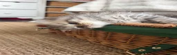 British Longhair cats for sale: Adorable British Shorthair Teddy Kittens - Advert 2