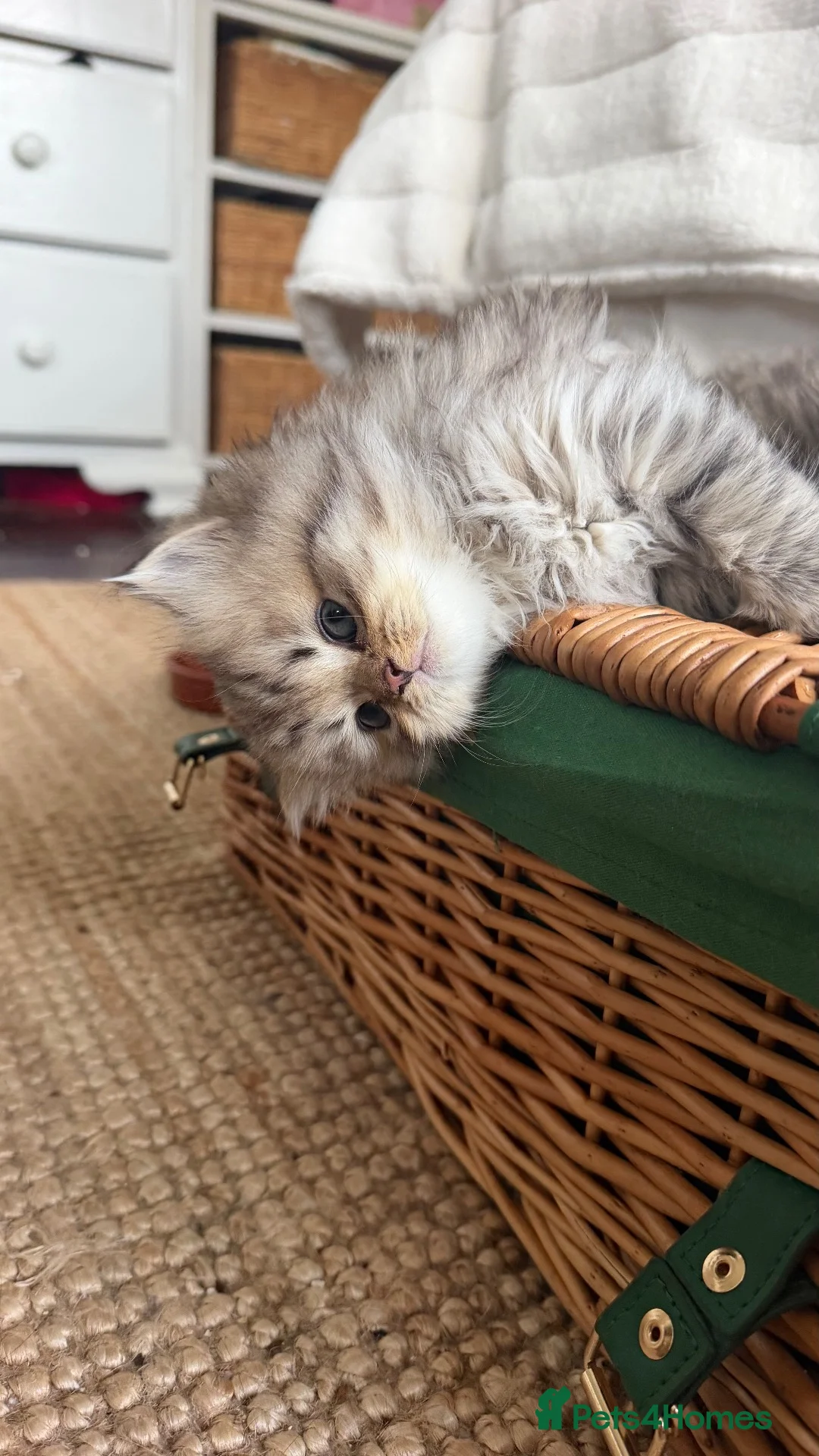 British Longhair cats for sale: Adorable British Shorthair Teddy Kittens - Advert 2