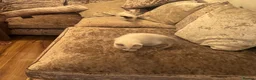 Ragdoll cats for sale: 6 GCCF ragdoll kittens  in Glasgow - Advert 12