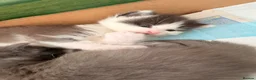 Mixed Breed cats for sale: Adorable Ragdoll Mix Fluffy kittens x4 - Advert 11