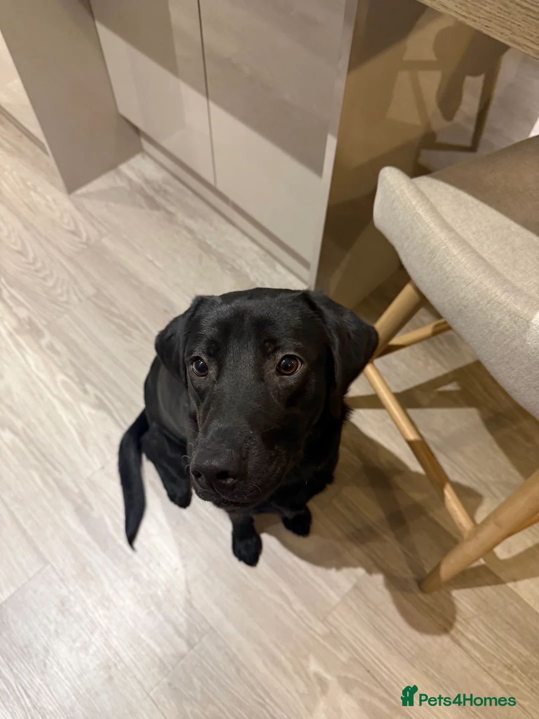 Labrador Retriever dogs for sale: Beautiful black Labrador Pup - Advert 3