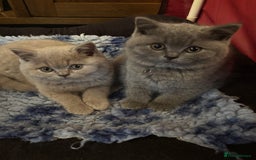 British Shorthair cats for sale: 💙GCCF MALE BSH KITTENS OUTSTANDING CHAMPION LINES - Image 10