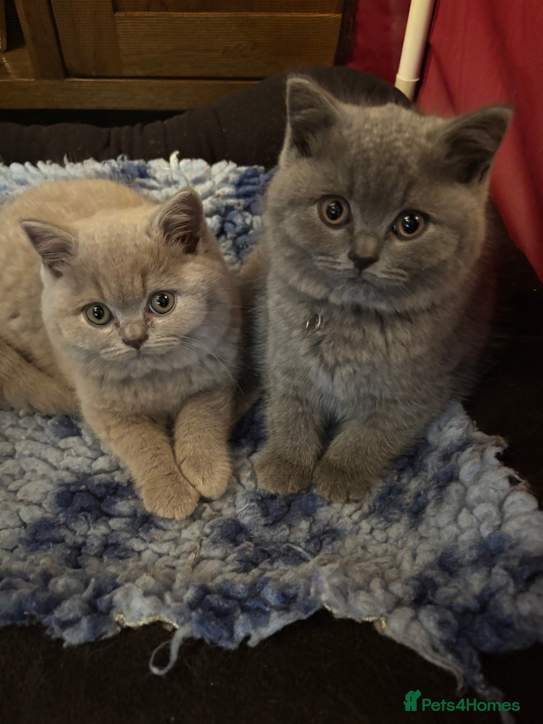 British Shorthair cats for sale: 💙GCCF MALE BSH KITTENS OUTSTANDING CHAMPION LINES - Image 10