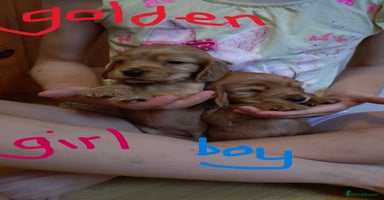 Cocker Spaniel dogs - Advert 16