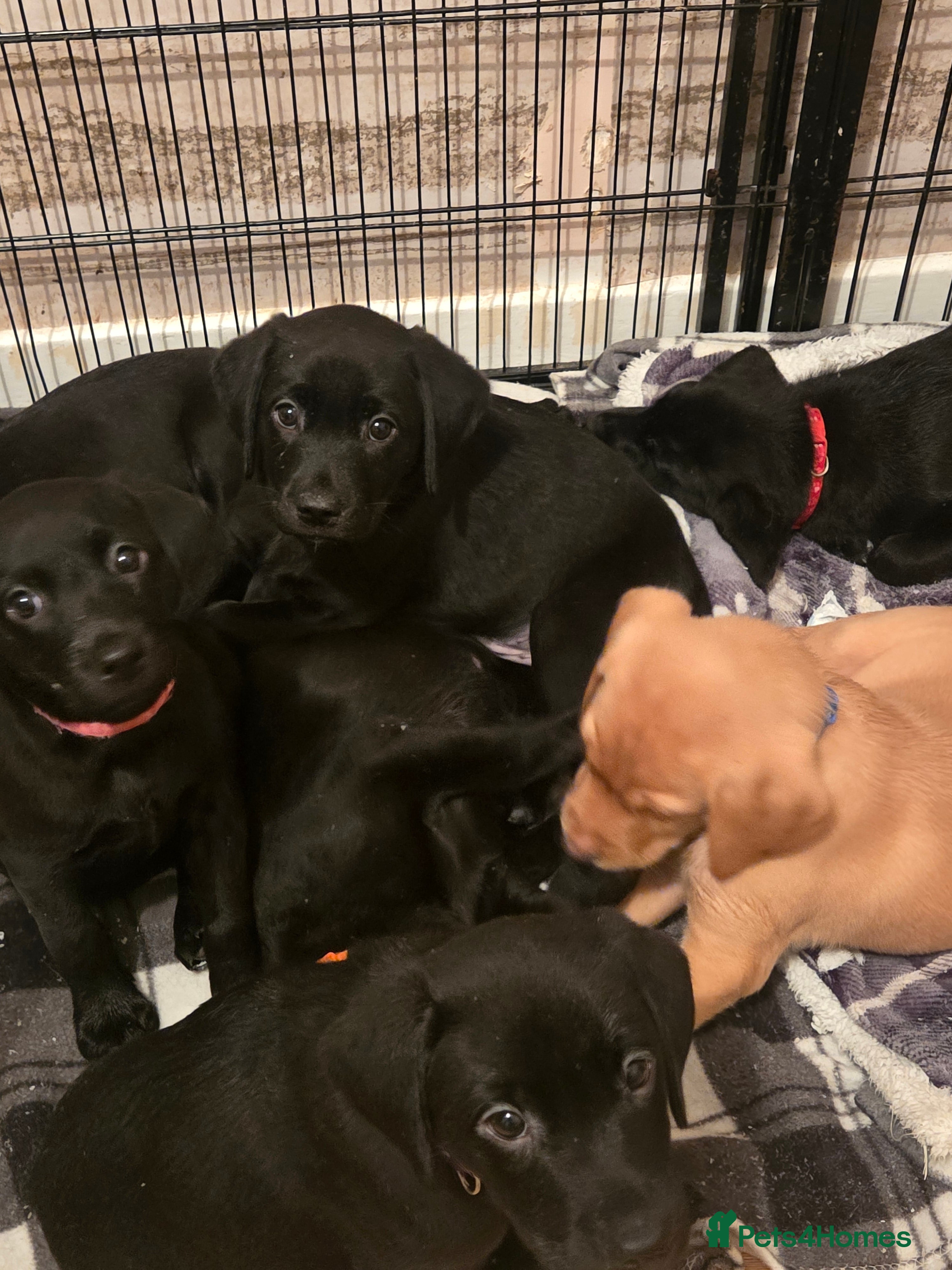Labrador Retriever dogs YELLOW BOY & 3 BLACK GIRLS LEFT - KC REG LABRADORS - Advert 12