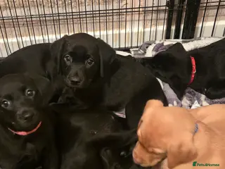 Labrador Retriever dogs YELLOW BOY & 3 BLACK GIRLS LEFT - KC REG LABRADORS - Advert 12