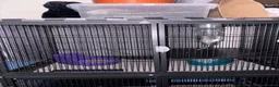 Chinchilla rodents for sale: 2 bonded male chinchillas  in Dudley - Advert 6