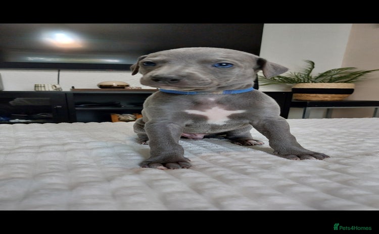 Whippet dogs - Advert 2