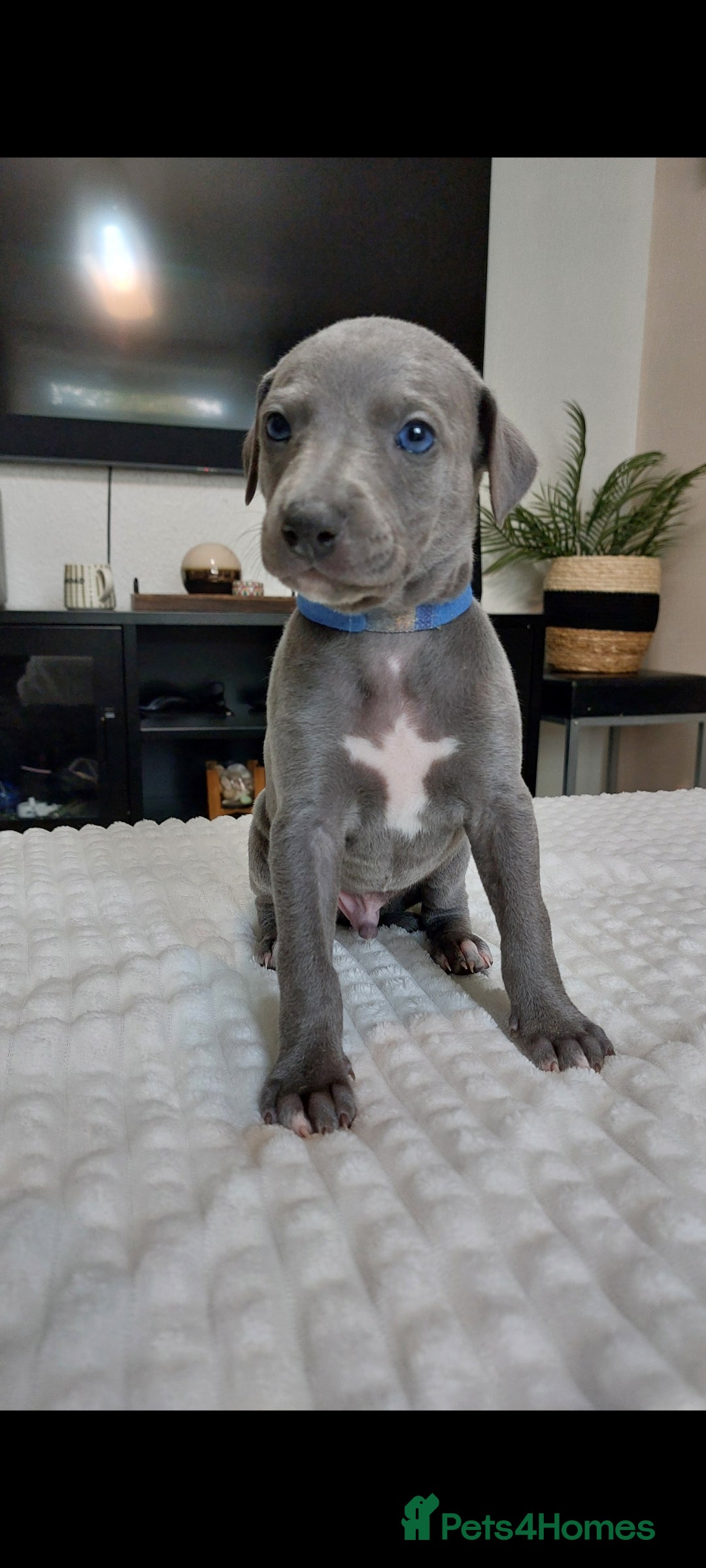 Whippet dogs for sale: Whippet pups  - Image 1