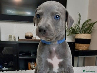 Whippet dogs - Advert 6