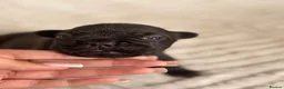 French Bulldog dogs for sale: French bulldog puppies  - Advert 9