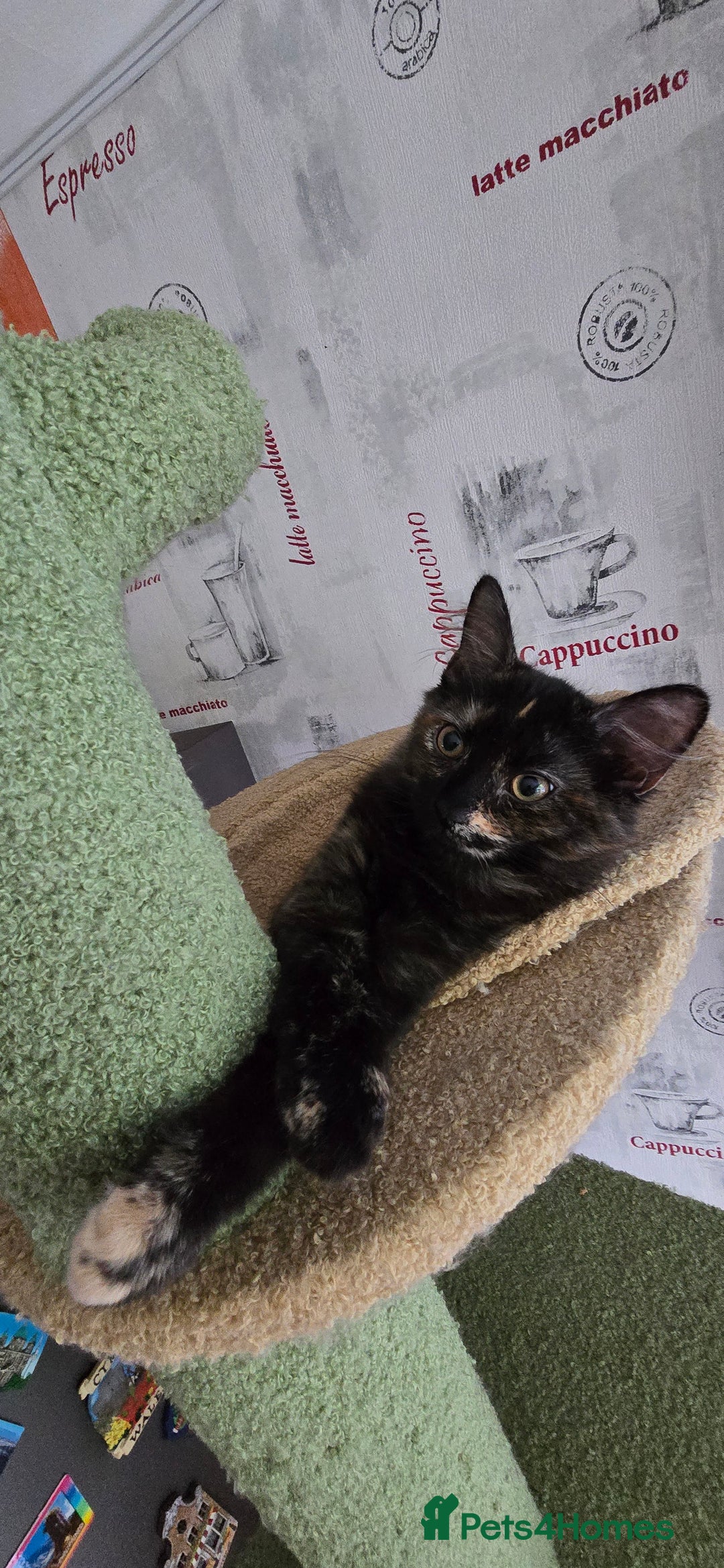 Maine Coon cats for sale: Amazing tortie Mainecoons - Image 14