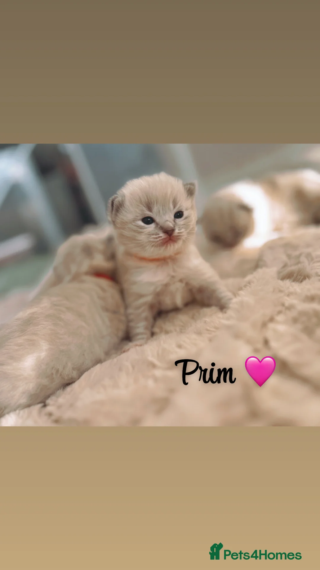 Ragdoll cats for sale: Ragdoll kittens for sale  - Advert 8