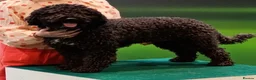 Spanish Water Dog dogs for sale: Spanish Water Dog - Advert 2