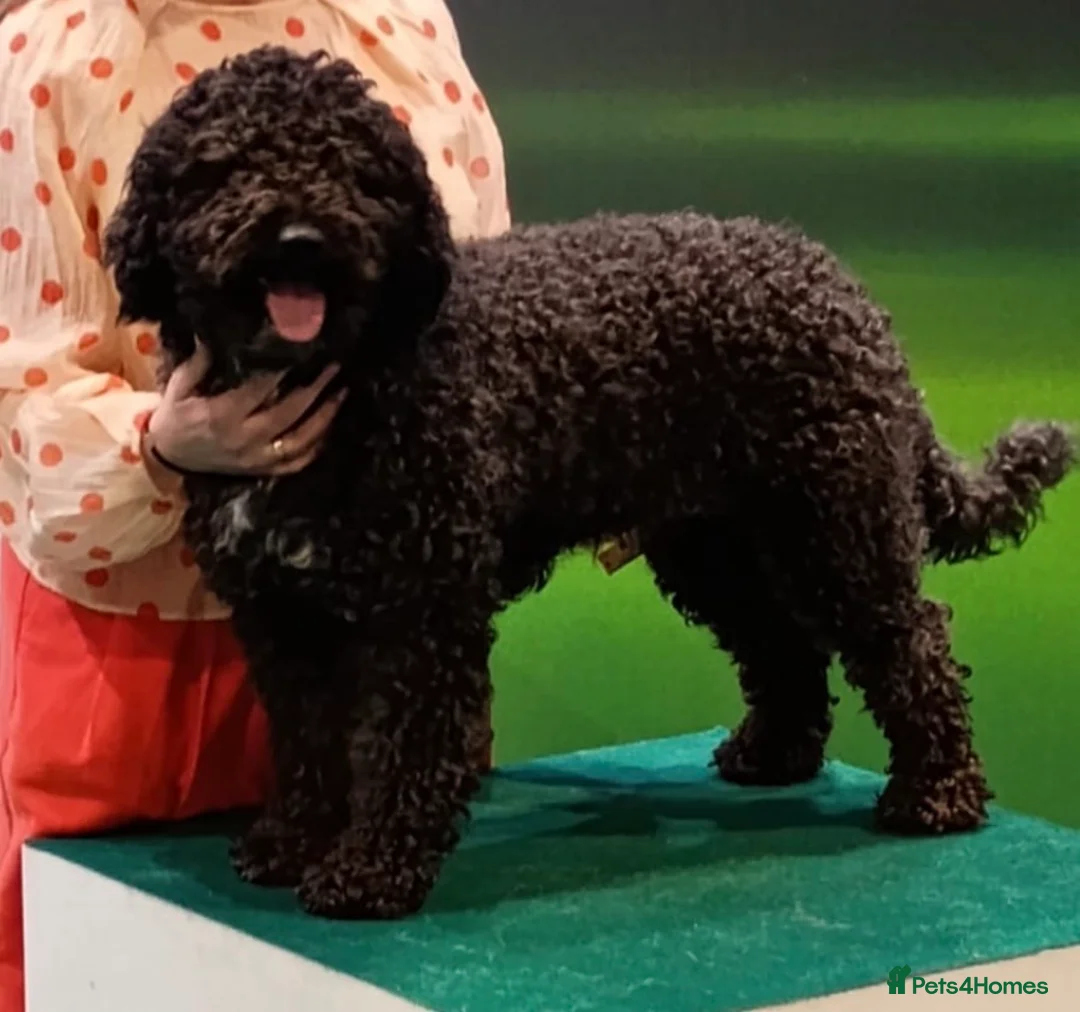 Spanish Water Dog dogs for sale: Spanish Water Dog - Advert 2