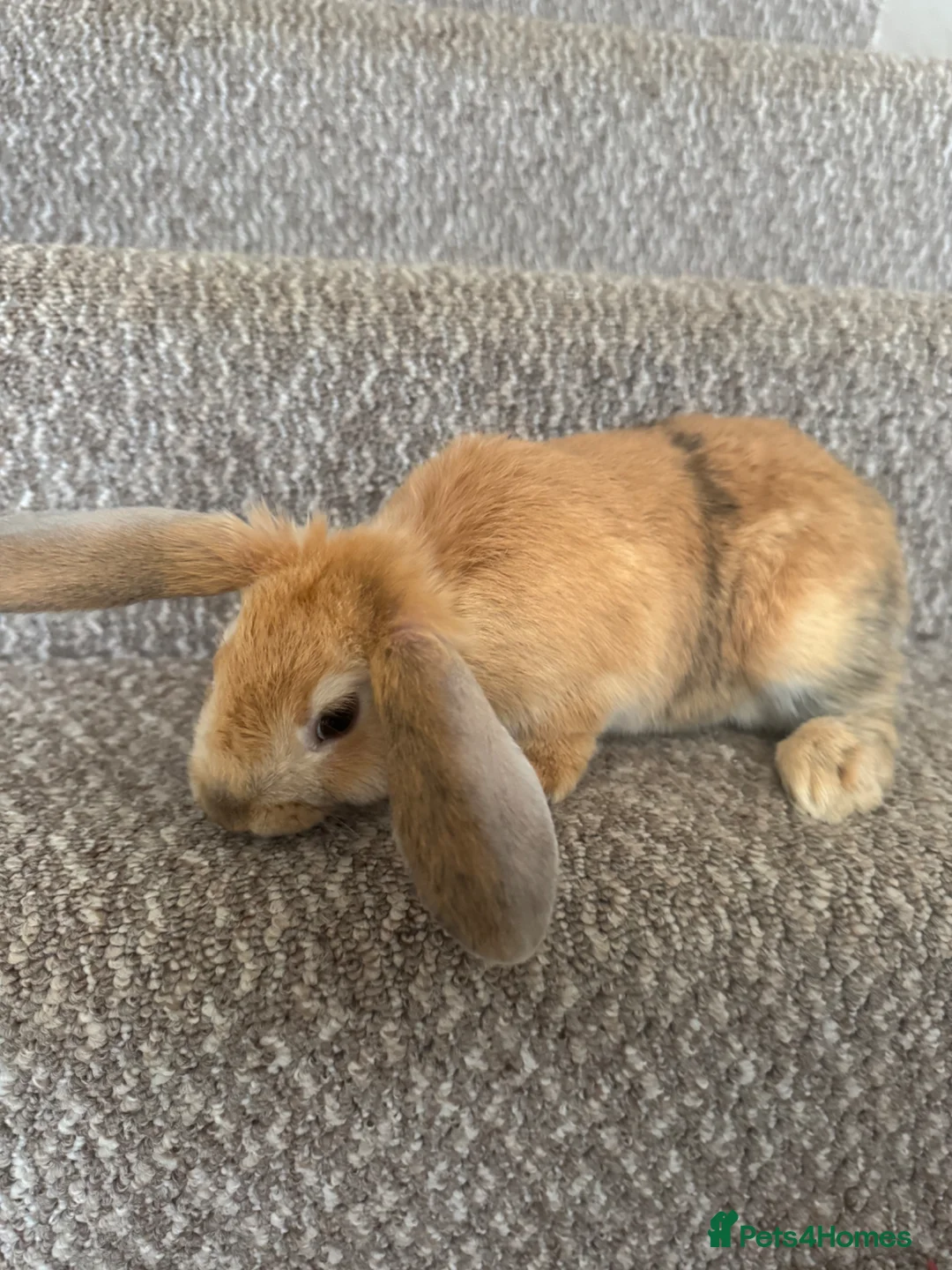 Mini Lop rabbits for sale: 3 male rabbits and indoor cage  - Advert 2