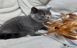 British Shorthair cats for sale: British shorthair female🏆 in Norwich - Image 3