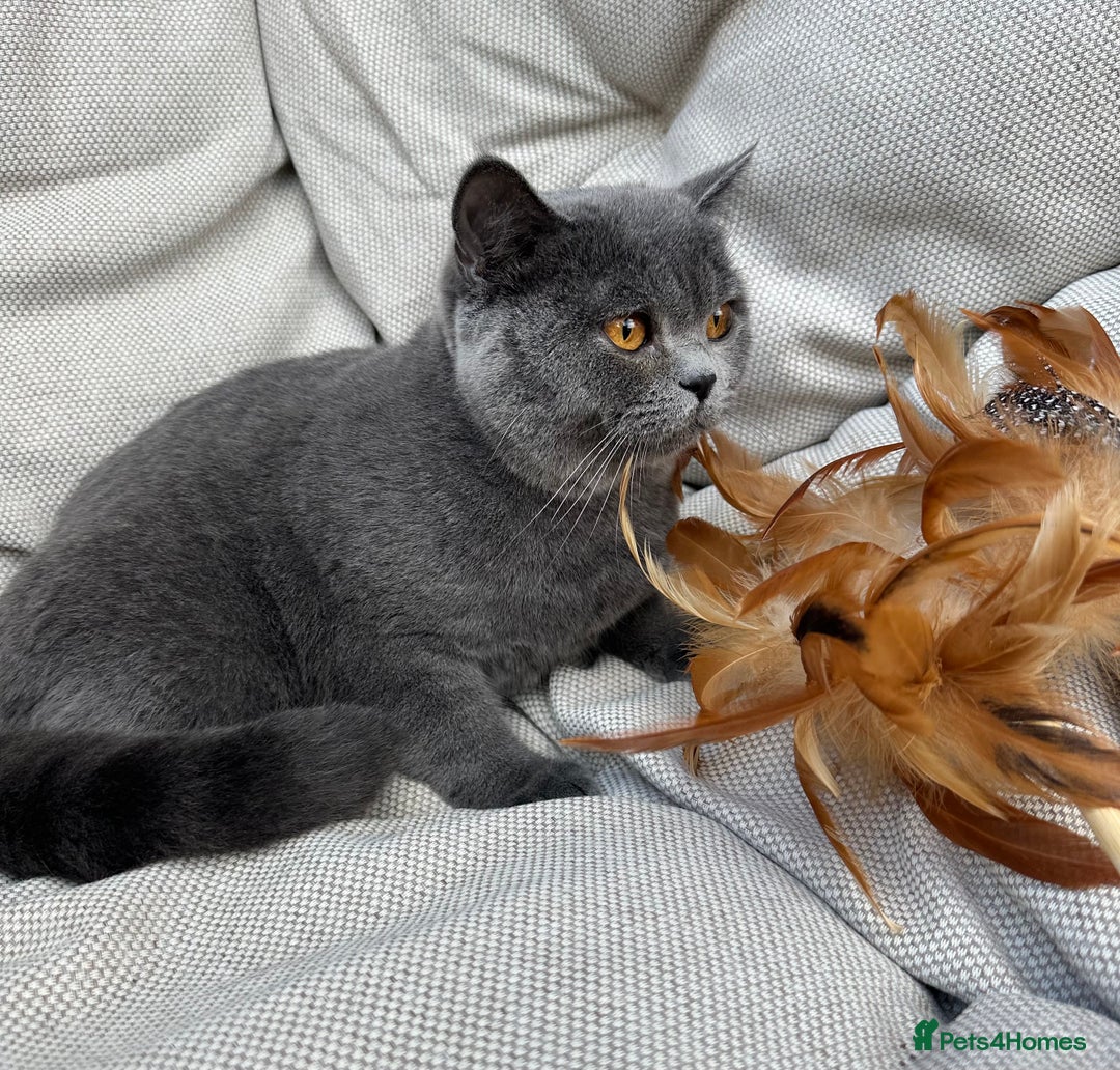 British Shorthair cats for sale: British shorthair female🏆 in Norwich - Image 3