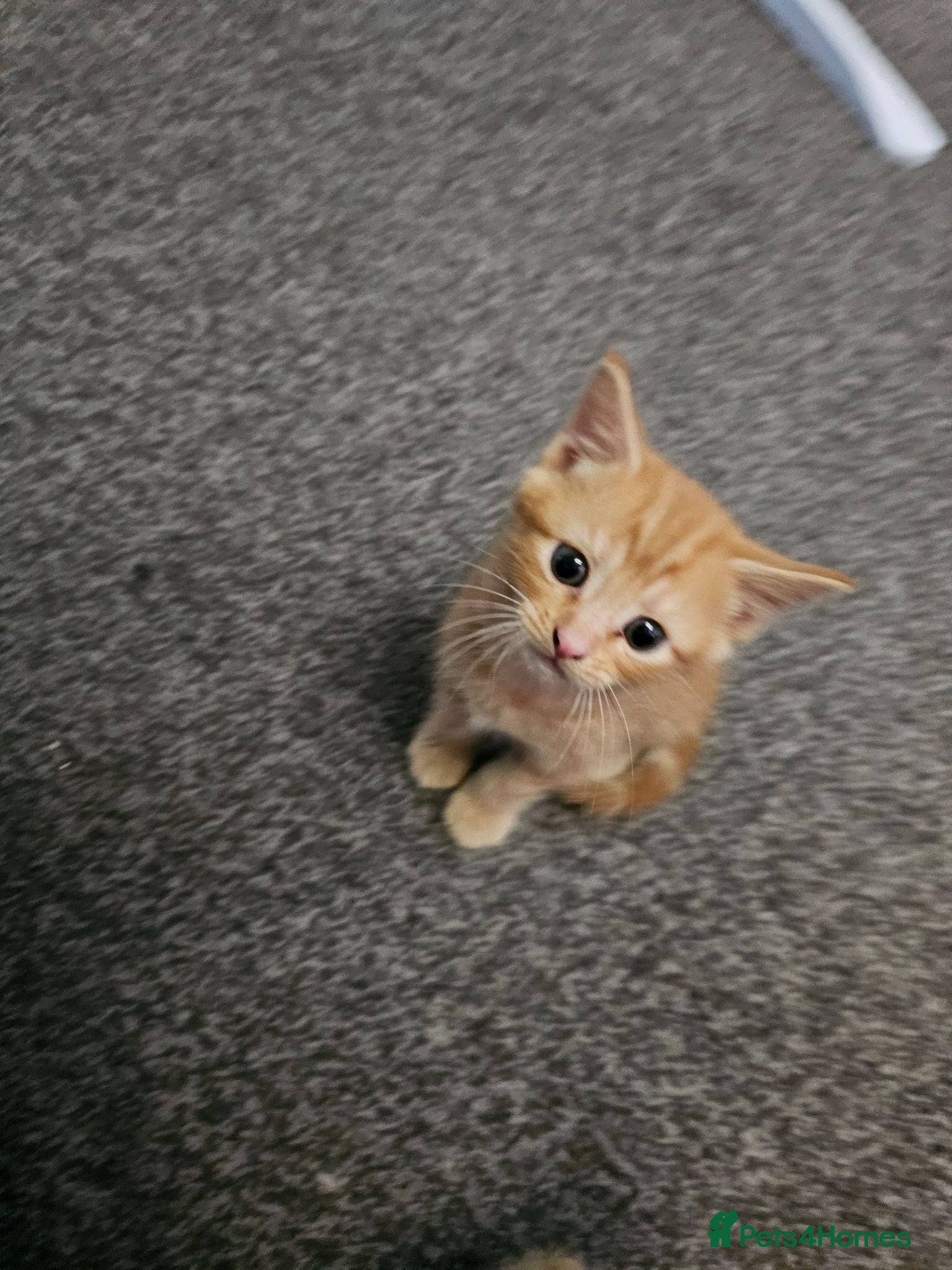 Mixed Breed cats 4 beautiful kittens left - Advert 1