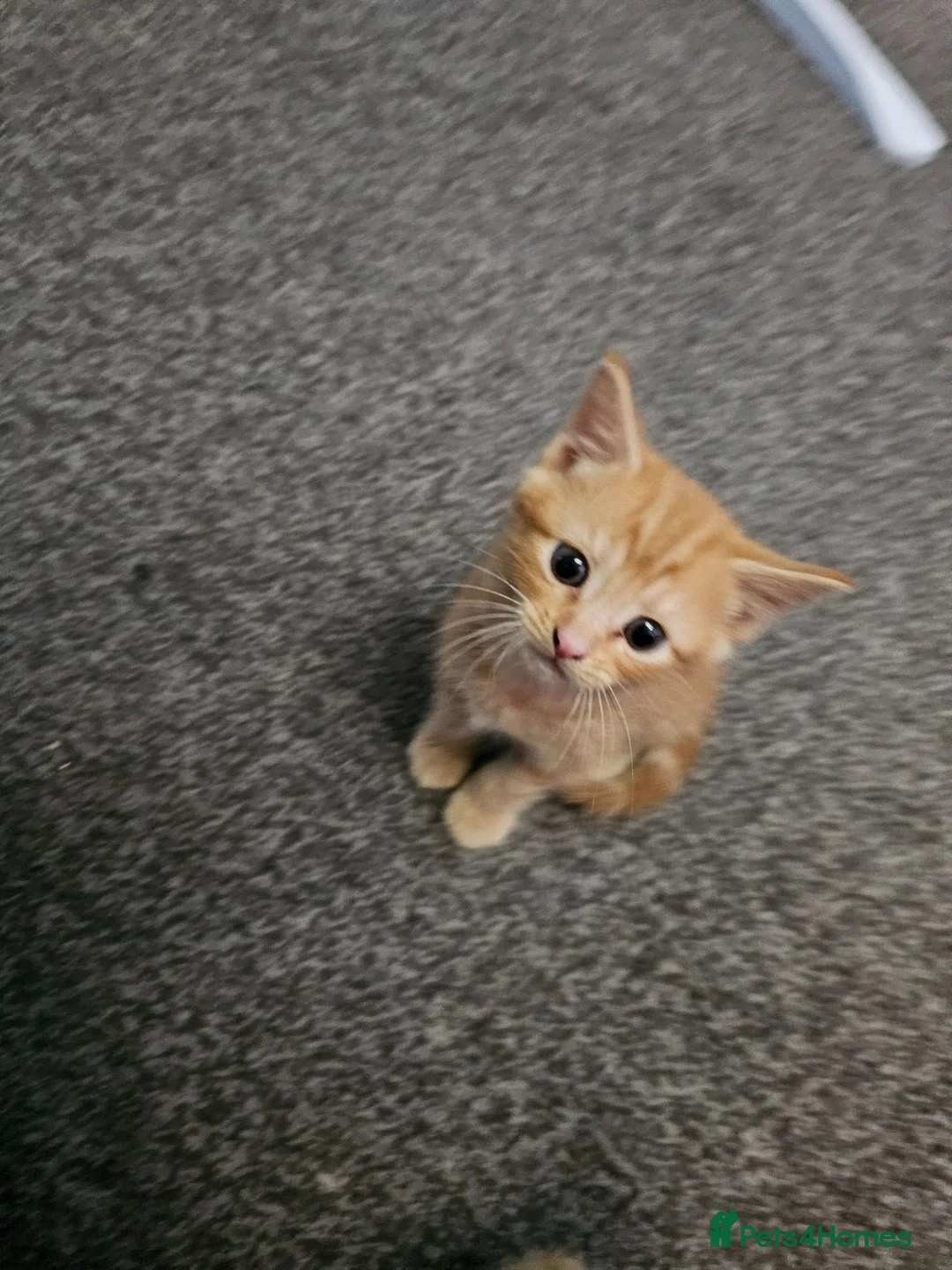 Mixed Breed cats for sale: 4 beautiful kittens left - Advert 1