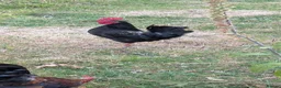 Chickens poultry for sale: Bantam Cockerels Free to Good Homes - Advert 6