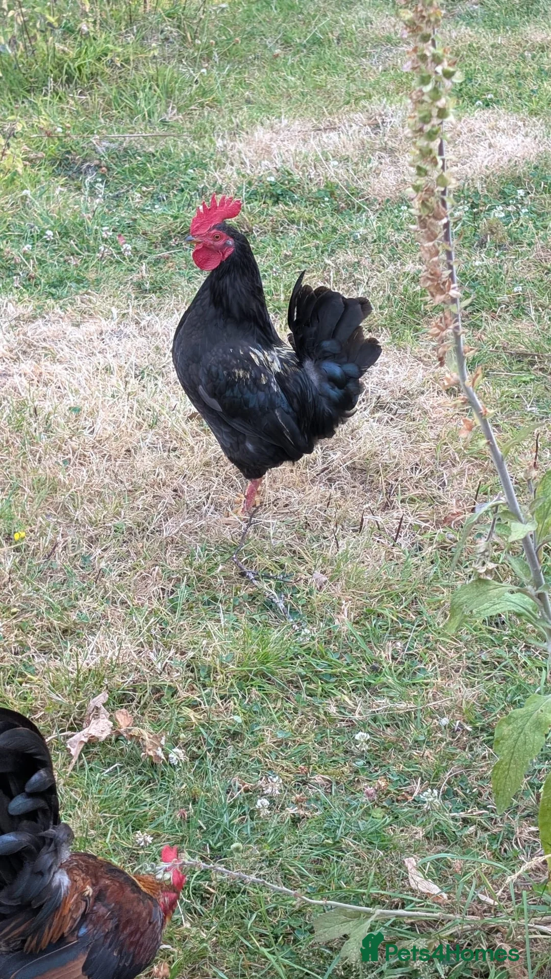 Chickens poultry for sale: Bantam Cockerels Free to Good Homes - Advert 6