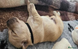 Golden Retriever dogs for sale: Golden Retriever Puppies - you will Fall in love  - Image 14