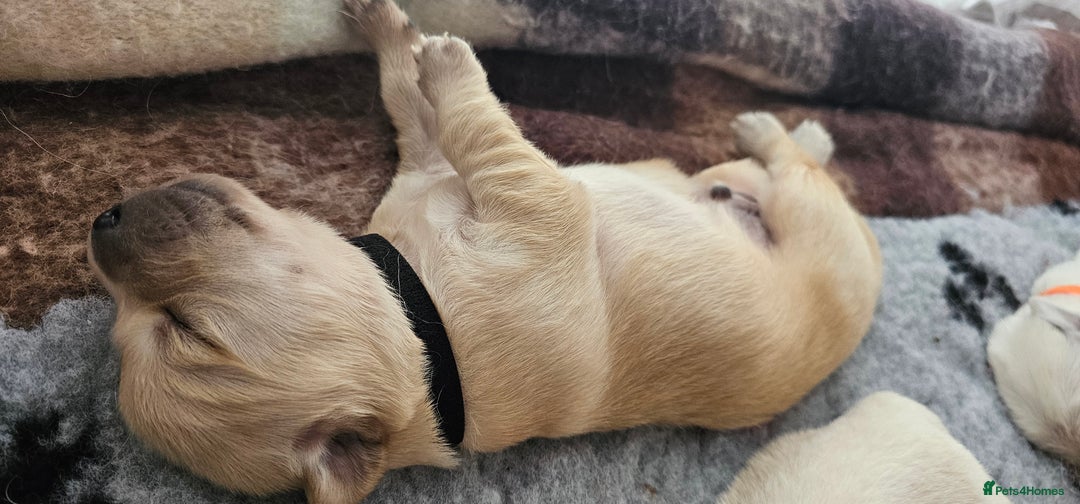 Golden Retriever dogs for sale: Golden Retriever Puppies - you will Fall in love  - Image 14