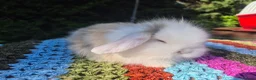 Mini Lop rabbits for sale: 🧡 TEDDYWIDDER X MINI LOP BABIES 😍 - Advert 14