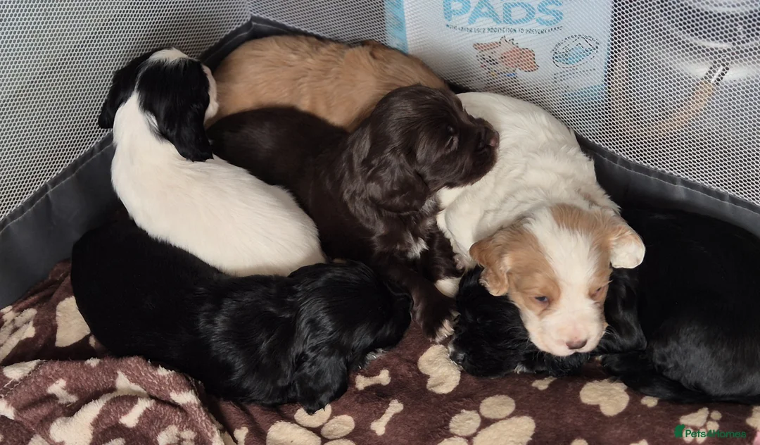 Cocker Spaniel dogs for sale: Working cocker spaniel puppys - Advert 1